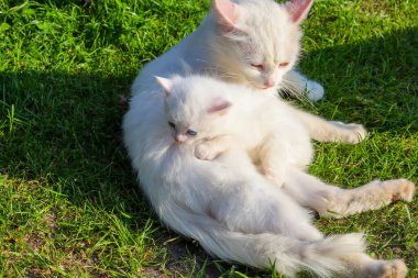 İki tüylü beyaz kedi güneş ışınlarının altındaki yeşil çimlerin üzerinde dinleniyor. Anne kedi mavi gözlü kedisine nazikçe sarılıyor. Bu dokunaklı sahne, doğal ortamda özen ve sonsuz annelik sevgisini gösteriyor..