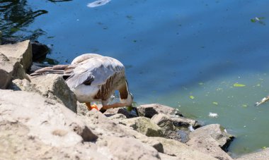 Gri beyaz tüyleri ve parlak sarı patileri olan görkemli bir ördek kirli bir göletten su içer. Kuş kıyıda, kayalık bir kıyıya benzeyen büyük gri taşların yanında duruyor..