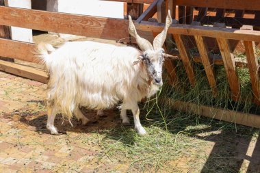 Büyük boynuzlu uzun saçlı bir keçi ahşap bir çitin yanında duruyor. Hayvan saman yiyor, otantik bir kırsal alan yaratıyor..