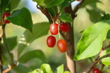 Küçük kırmızı böğürtlenli bir dalın yakın çekimi. Canlı, pırıl pırıl meyveler yemyeşil yapraklarla çevrili, zengin ve taze bir imaj yaratıyor..