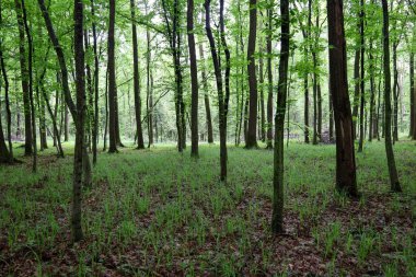 Uzun ağaçları ve sık yaprakları olan parlak yapraklı bir orman. Bitkilerden oluşan yeşil duvar tazelik ve sükunet ortamı yaratır..