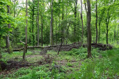 Dallarla kaplı açık yeşil bir orman. Bir orman manzarası..