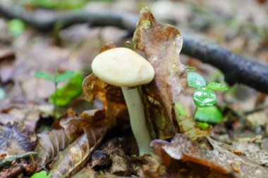 İnce saplı tek bir açık renkli mantar ve orman zemininde kuru yaprakların arasında geniş bir kapak yetişiyor. Yakın çekim, sonbahar ormanı ve mantarın detaylarını gösteriyor..