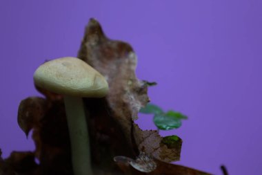 İnce saplı tek bir açık renkli mantar ve kuru yapraklar arasında geniş bir kapak yetişir. Parlak mor bir arkaplana yakın çekim, bu da alışılmadık bir kontrastlık yaratır..