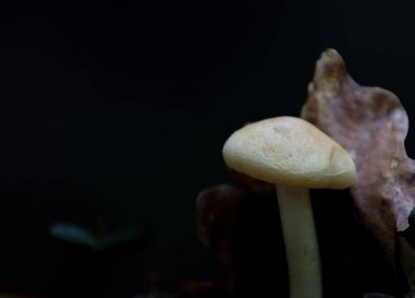 İnce saplı tek bir açık renkli mantar ve kuru yapraklar arasında geniş bir kapak yetişir. Kırılganlığını vurgulayan koyu, neredeyse siyah bir arkaplana yakın çekim..