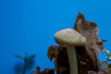 İnce saplı tek bir açık renkli mantar ve kuru yapraklar arasında geniş bir kapak yetişir. Parlak mavi bir gökyüzüne ya da sağlam bir arkaplana yakın çekim.