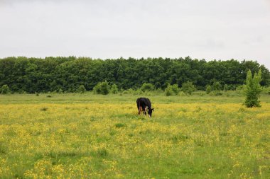 Bir inek sarı çiçeklerle kaplı büyük bir çayırda yeşil ağaçların ve gri bir gökyüzünün önünde otlar. Kırsal yaşamı tasvir eden sakin ve huzurlu bir manzara..