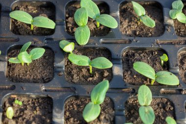 Genç yeşil filizler, muhtemelen salatalık, siyah plastik filizlenme tepsilerinde yetişiyor. Yakın çekim bitkilerin büyümesinin ilk aşamasını gösteriyor.