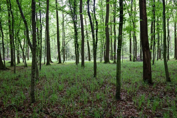 Uzun ağaçları ve sık yaprakları olan parlak yapraklı bir orman. Bitkilerden oluşan yeşil duvar tazelik ve sükunet ortamı yaratır..