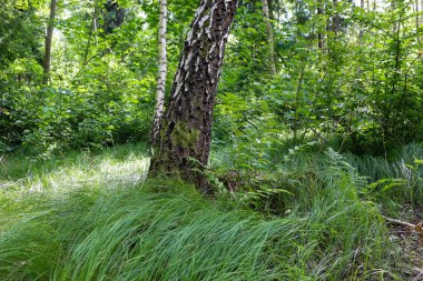 Ağaç gövdeleri ve eğreltiotu yosunlarla kaplıdır ve altında uzun yeşil çimenler yetişir. Güneş ışığı ağaç yapraklarının arasından süzülüp orman tabanını aydınlatıyor..