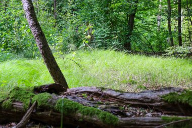 Ön planda yosunla kaplanmış, açık yeşil çimen ve bir orman zeminine kurulmuş bir ağacın görüntüsü. Eski ahşap ve yeni yeşilliğin zıt dokuları sonsuz doğal döngünün hissini yaratıyor..