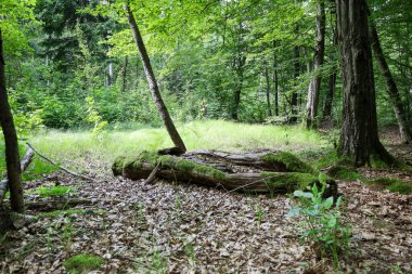 Ön planda yosunla kaplanmış, açık yeşil çimen ve bir orman zeminine kurulmuş bir ağacın görüntüsü. Eski ahşap ve yeni yeşilliğin zıt dokuları sonsuz doğal döngünün hissini yaratıyor..