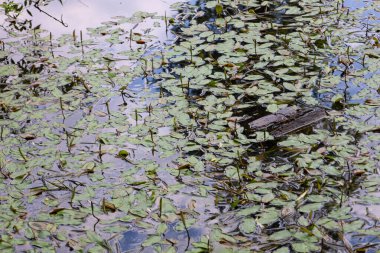 Suyun yüzeyinde yüzen küçük yaprakların yakın çekimi doğal bir şablon oluşturur. Gökyüzünün yansıması ve sudaki bulutlar derinlik kazandırırken, karanlık ahşap gizemli, doğal bir atmosferi vurgular..