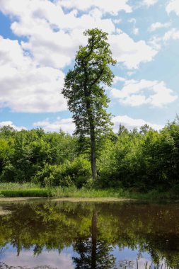 Orman göletinin ortasında tek başına duran yaşlı bir meşe ağacının görüntüsü. Uzun tacı sakin sulara yansıyarak ideal bir yaz manzarası yaratıyor. Bankadaki taşlar ve bitki örtüsü fotoğrafa doku ve derinlik ekler.