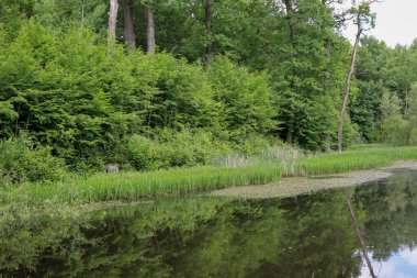 Yoğun yeşil bitki örtüsüyle çevrili bir göletin görüntüsü. Sakin su yüzeyi ağaçlar ve gökyüzünü yansıtır ve orman çalılıklarıyla açık alan arasındaki zıtlık bir sükunet ve doğal uyum hissi yaratır..