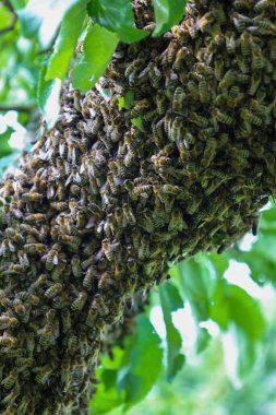 Bir ağaç dalında sıkıca kümelenmiş büyük bir arı sürüsünün makro görüntüsü. Detaylı görüntü, doğanın canlı dinamiklerini aktaran böcek kümesinin yarattığı eşsiz desenleri ve dokuları gösteriyor..