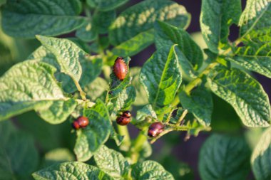 Colorado böcek larvaları tarafından istila edilmiş patates yapraklarının görüntüsü. Parlak kırmızımsı turuncu böcekler, zengin yeşilliklerle keskin bir tezat oluşturarak, hasat için mücadele eden gergin bir atmosfer yaratıyorlar..