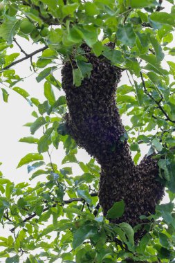 Bir ağaç dalında yoğun bir topun içine toplanmış arı sürüsü. Bu doğal fenomen bir arı kolonisinin yaşam ve dinamiklerini vurgular, doğanın ve vahşi yaşamın büyüleyici bir görüntüsünü yaratır..
