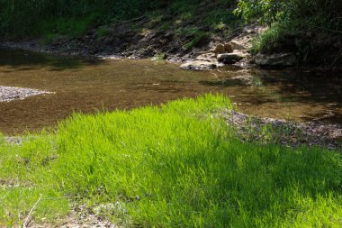 Sakin bir su kütlesinin kıyısında büyüyen parlak yeşil çimenler. Ön planda, taze yeşilliğin canlı renkleri su ve toprağın kahverengi tonlarıyla tezat oluşturarak pitoresk bir doğal manzara yaratıyor..