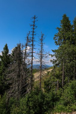 Kuru ağaçlar ve taze çayırlarla dolu bir orman yamacından dağların manzarası. Ön planda, yoğun çalılar ve kurumuş ağaçlar görülebilir, görüntüye bir değişim ve yenilenme atmosferi sağlar..
