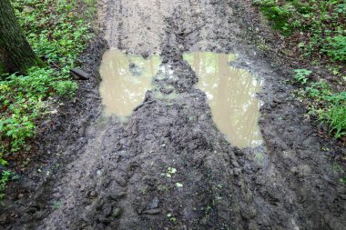Gökyüzünü ve ağaçları yansıtan büyük su birikintileri olan çamurlu bir orman yolu. Bölge yemyeşil bitki örtüsüyle çevrili ve nemlilik ve ıssızlık hissi katıyor..