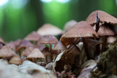 Ormanın zemininde düşen yaprakların arasında büyüyen bir grup küçük mantar doğal mikro evrenin sihirli ve detaylı bir görüntüsünü oluşturur..