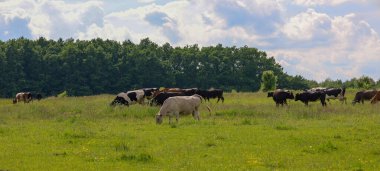 İnekler, mavi gökyüzünün altında beyaz bulutlu bir ormanla çevrili yeşil bir çayırda huzur içinde otlarlar. Sükunet ve doğal güzelliklerle dolu kırsal alan tarım, ekoloji ve çiftlik hayatı temaları için mükemmeldir.