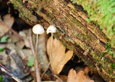 Yeşil yosunlarla kaplı eski bir ağaç gövdesinin yanında yetişen iki küçük, narin mantar doğal dünyanın samimi ve detaylı bir görüntüsünü oluşturuyor. Bu çekim, doğanın kırılgan güzelliği ve biyolojik çeşitliliği hakkında çizimler yapmak için mükemmel..