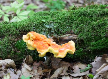 Canlı bir turuncu raf mantarı orman zeminindeki yosun kaplı bir kütükten yetişir. Bu makro çekim, ormanlık ekosistemin doğal güzelliğini gözler önüne seren vahşi doğanın parlak renklerini ve eşsiz dokusunu vurgular..