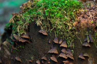 Canlı yeşil yosun ve küçük raf mantarlarıyla kaplı bir ağaç kütüğünün detaylı makro görüntüsü. Bu görüntü orman yaşamının karmaşıklığını ve çeşitliliğini gösteriyor. Orman ekosistemi içindeki doğal bozulma süreçlerini ve büyümeyi vurguluyor..