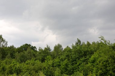 Zengin yeşilliklerle kaplı sık bir orman kitlesi kasvetli ve bulutlu bir gökyüzünün altında duruyor. Bu manzara, el değmemiş vahşi bir ormanın doğal güzelliğinin altını çizerek huzur ve sükunet hissi veriyor..