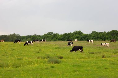 Gri bir gökyüzünün altında yeşil bir çayırda otlayan ineklerin olduğu huzurlu bir kırsal manzara. Sahne, basit ve günlük bir manzaranın güzelliğini vurgulayarak, kır hayatı, barış ve doğayla uyumu somutlaştırıyor..