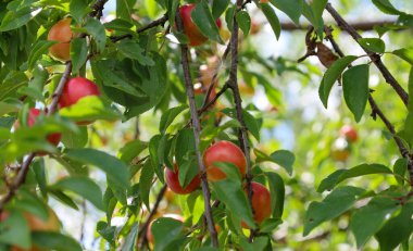 Ağaç dallarından sarkan olgun kırmızı erikler, yeşil yapraklarla çevrili. Güneş ışığı tacı delip geçer.