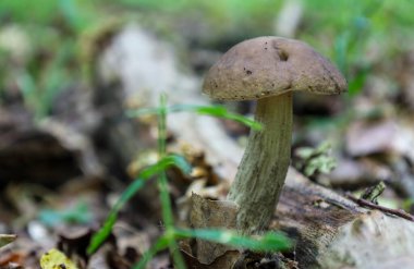 Kara başlıklı tek bir mantar orman zemininde büyür. Etrafı dökülen yapraklar ve çimen yapraklarıyla çevrilidir..