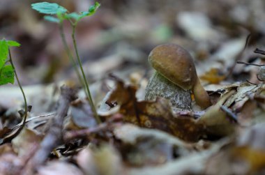 Küçük, genç bir mantar orman zeminindeki yaprakların altından yeşil bir filizin yanına bakar. Bu yakın çekim, ormandaki yeni hayatın güzelliğini ve büyümenin sessiz bir anını yakalar..