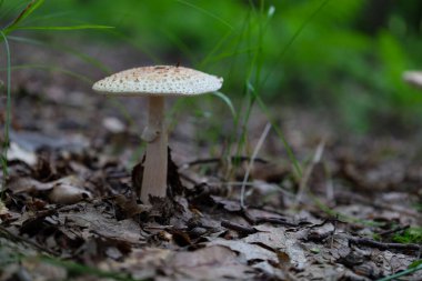 Kuru yapraklar ve çimen yapraklarıyla çevrili, orman zemininde güzel desenli bir mantar yetişir. Bu makro çekim orman hayatının narin güzelliğine odaklanır, bulanık yeşil bir zemin üzerine kuruludur..