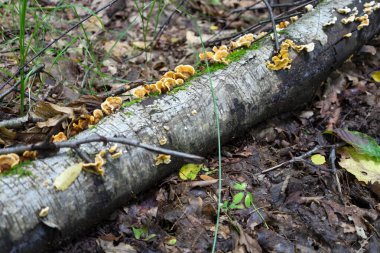 Parlak sarı mantarlar ve yeşil yosunlarla kaplı bir kütük orman zemininde yatıyor. Bu yakın çekim bozunma ve orman içinde yenilenme sürecini yakalar..