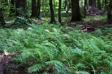 Yeşil eğrelti otları orman zeminini kaplıyor ve hassas desenlerden oluşan bir halı oluşturuyor. Taze yapraklar, ağaçların karanlık gölgeleriyle çelişiyor. Gizem ve sükunet hissi katıyor..
