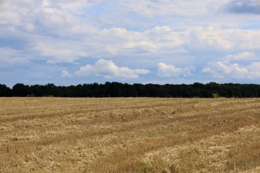 Ufuktaki karanlık bir orman hattına uzanan altın sakallı geniş bir hasat sonrası tarlası. Hepsinden öte, tüylü beyaz bulutları olan görkemli bir gökyüzü uçsuz bucaksız bir hava katar..