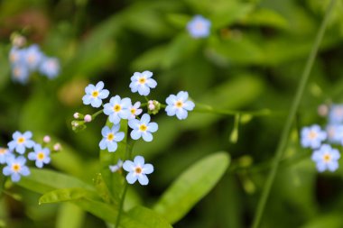 Sarı merkezli narin mavi unutma beni çiçekleri yemyeşil çimenler arasında parıldıyor. Bu makro çekim doğanın büyüleyici güzelliğini ve ince detaylarını aktarıyor. Bir bahar günü huzur ve tazelik ortamı yaratıyor..
