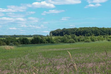 Önünde yeşil bir tarla olan kırsal bir arazi ve ufukta beyaz bulutlu mavi bir gökyüzünün altında bir ağaç hattı..