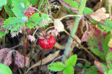 Doğal ortamında olgunlaşan yabani ormanlık çilek. Sulu, kırmızı bir dut, üzerinde mor lekeler olan yeşil yapraklardan oluşan bir zemin. Yaz ve tazelikle ilgili yaban mersinlerinin detaylı bir makro çekimi..