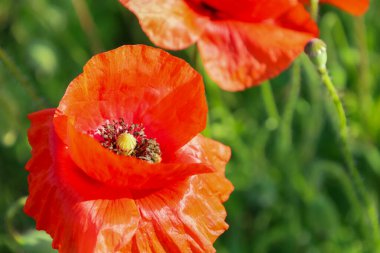 Yeşil bulanık arka planda parlak kırmızı bir gelincik. Yaprakların detayları ve çiçeğin iç kısmı görülebilir..
