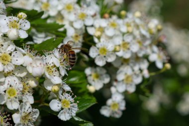 Bir arı, güneşli bir günde beyaz çiçeklerden nektar toplar. Beyaz yapraklara karşı duran çizgili vücudu. Makro çekim, böcek ve bitki örtüsünün detaylarını doğal bir ortamda yakalar..