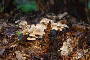 Ormanda yapraklar ve yosunlarla çevrili eski bir ağaç gövdesinde nadir mantarlar yetişir. Hassas şekiller ve renkler, doğanın güzelliğini vurgulayan peri masalı atmosferi yaratıyor..