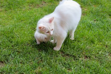 Yetişkin bir beyaz kedi, yeşil çimenlerde yürüyen beyaz kedisini nazikçe ağzında taşıyor. Bu dokunaklı an, annenin yavrusuna nasıl baktığını gösteriyor..