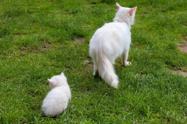 Yetişkin bir beyaz kedi ve küçük beyaz bir kedi birlikte yeşil çimlerin üzerinde yürüyorlar, izleyiciden uzaklaşıyorlar. Fotoğraf, birbirlerine olan sevgilerini ve bağlarını gösteriyor..