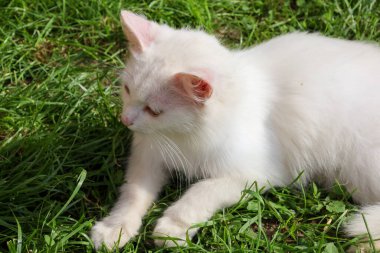 Yetişkin bir beyaz kedi gün ışığında yeşil çimlerin üzerinde dinleniyor. Gözleri kapalı yatıyor, sıcaklığın tadını çıkarıyor, sakin ve kaygısız bir görüntü yaratıyor..