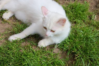 Yetişkin bir beyaz kedi güneşli bir günde yeşil çimlerin üzerinde dinleniyor. Uzanıyor, yan tarafa bakıyor ve sıcaklığın tadını çıkarıyor, sakin ve huzurlu bir görüntü yaratıyor..