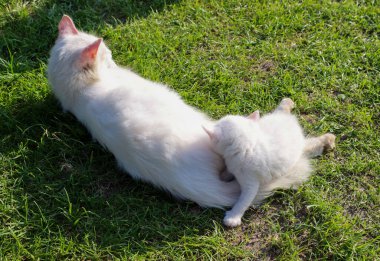 Yetişkin bir beyaz kedi yeşil çimlerin üzerinde uzanıyor, küçük beyaz kedisini besliyor. Birlikte çimenlerde dinleniyorlar, güneşli bir günün sıcaklığının tadını çıkarıyorlar..